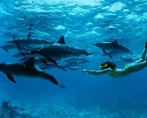 2-Day Mnemba Island Snorkeling Tour 