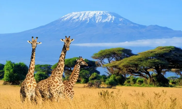 Wildlife on Mount Kilimanjaro
