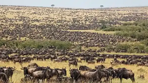 Ndutu Calving Season