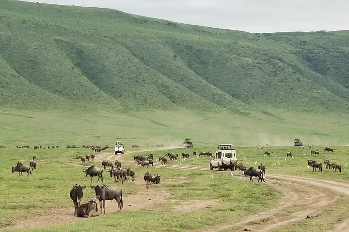 Elephants in Ngorongoro Crater