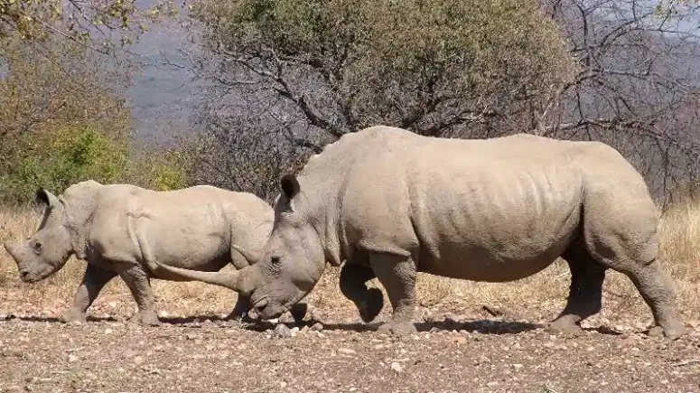 6-Day Tanzania Big Five Safari – safari experience in Tanzania