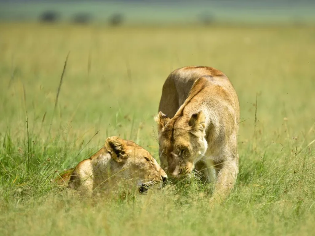 Ngorongoro Crater Wildlife