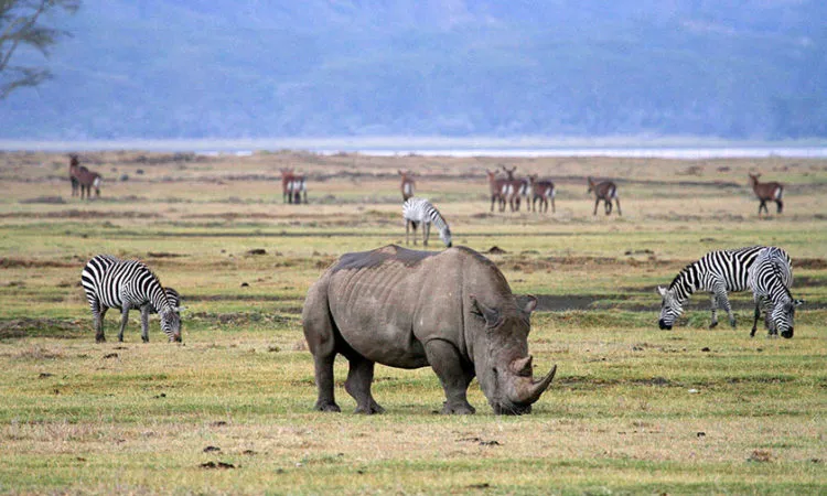 Ngorongoro Crater Day Trip