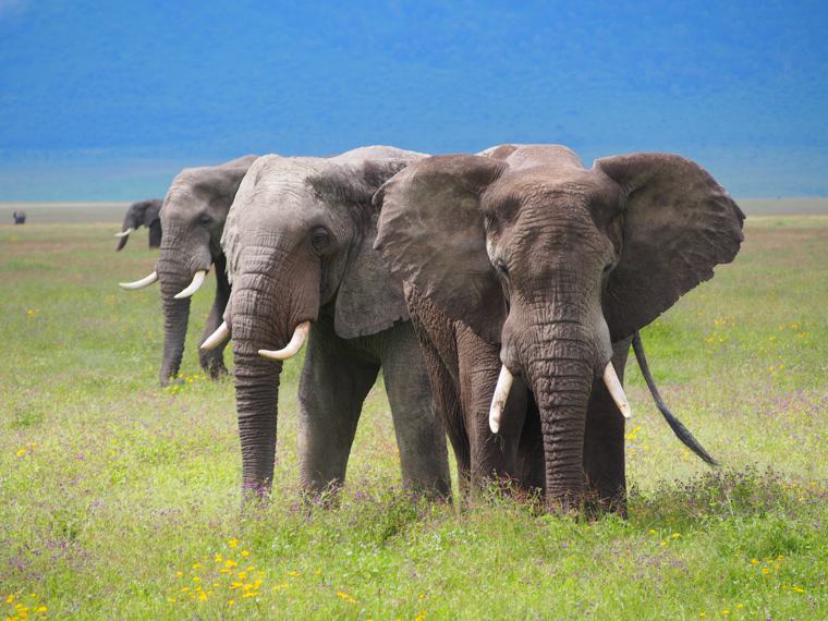 Elephants in Ngorongoro Crater