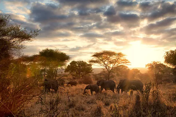 Elephants in Ngorongoro Crater