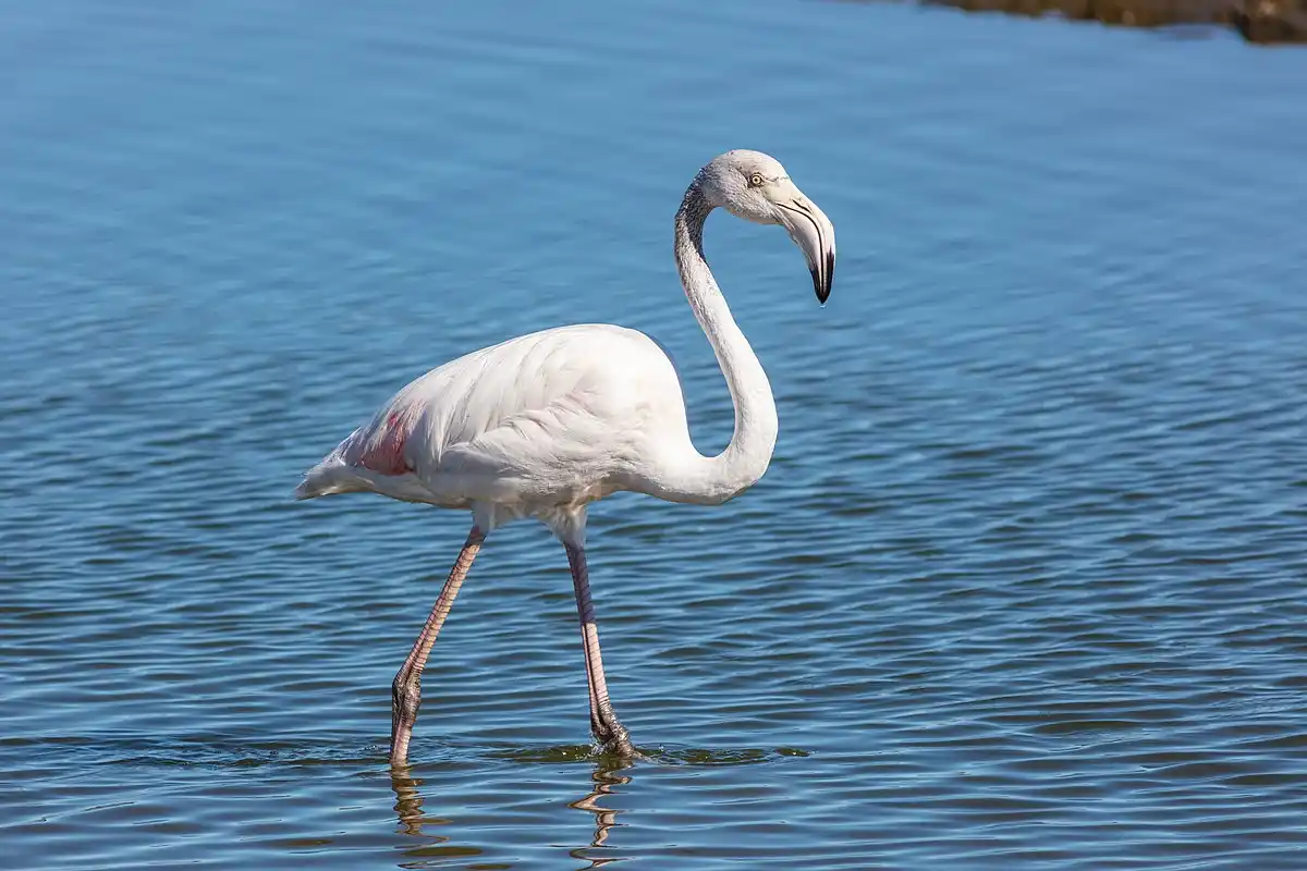 Flamingos in Ngorongoro Crater