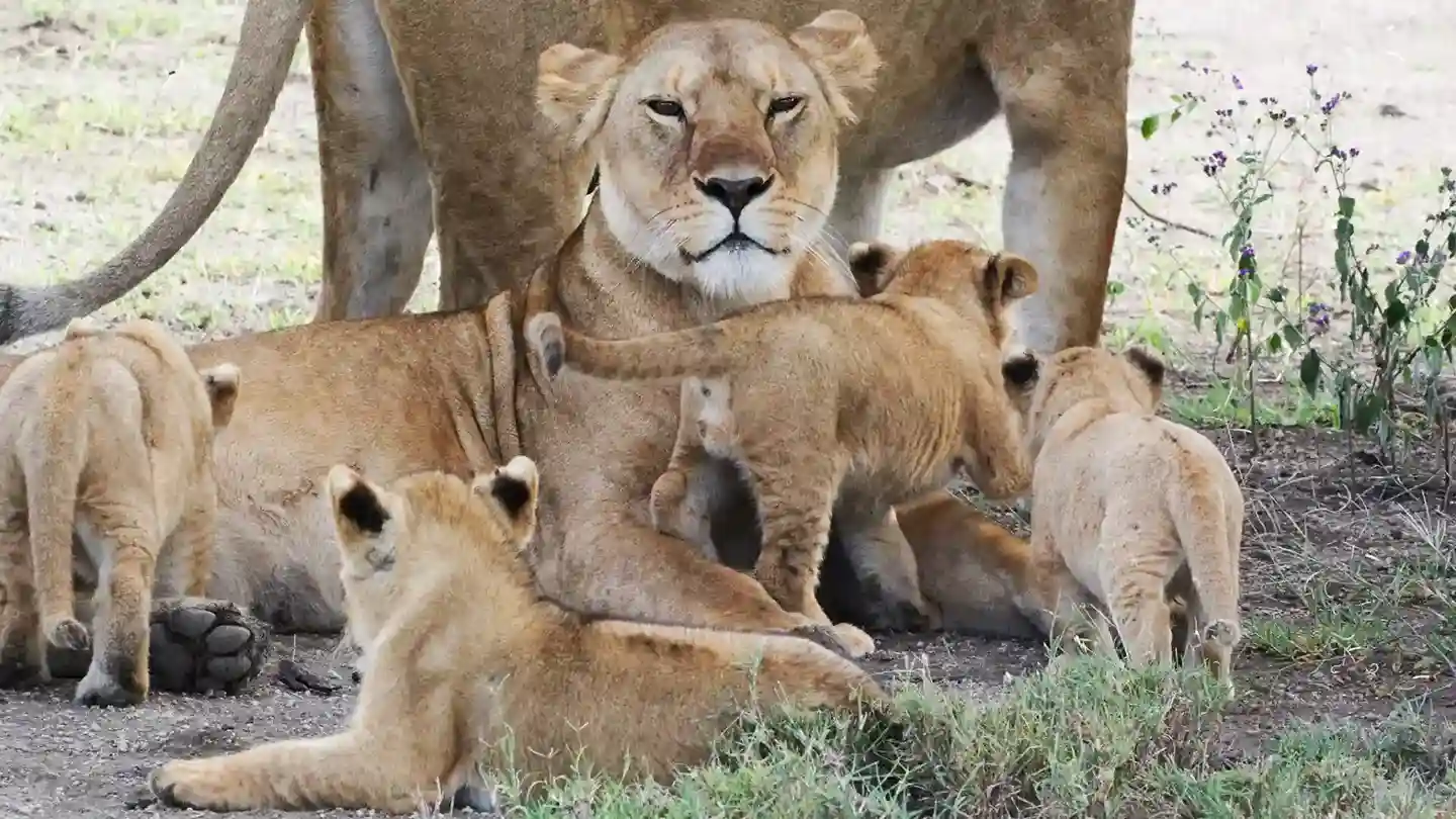 Lion Pride in Ngorongoro Crater