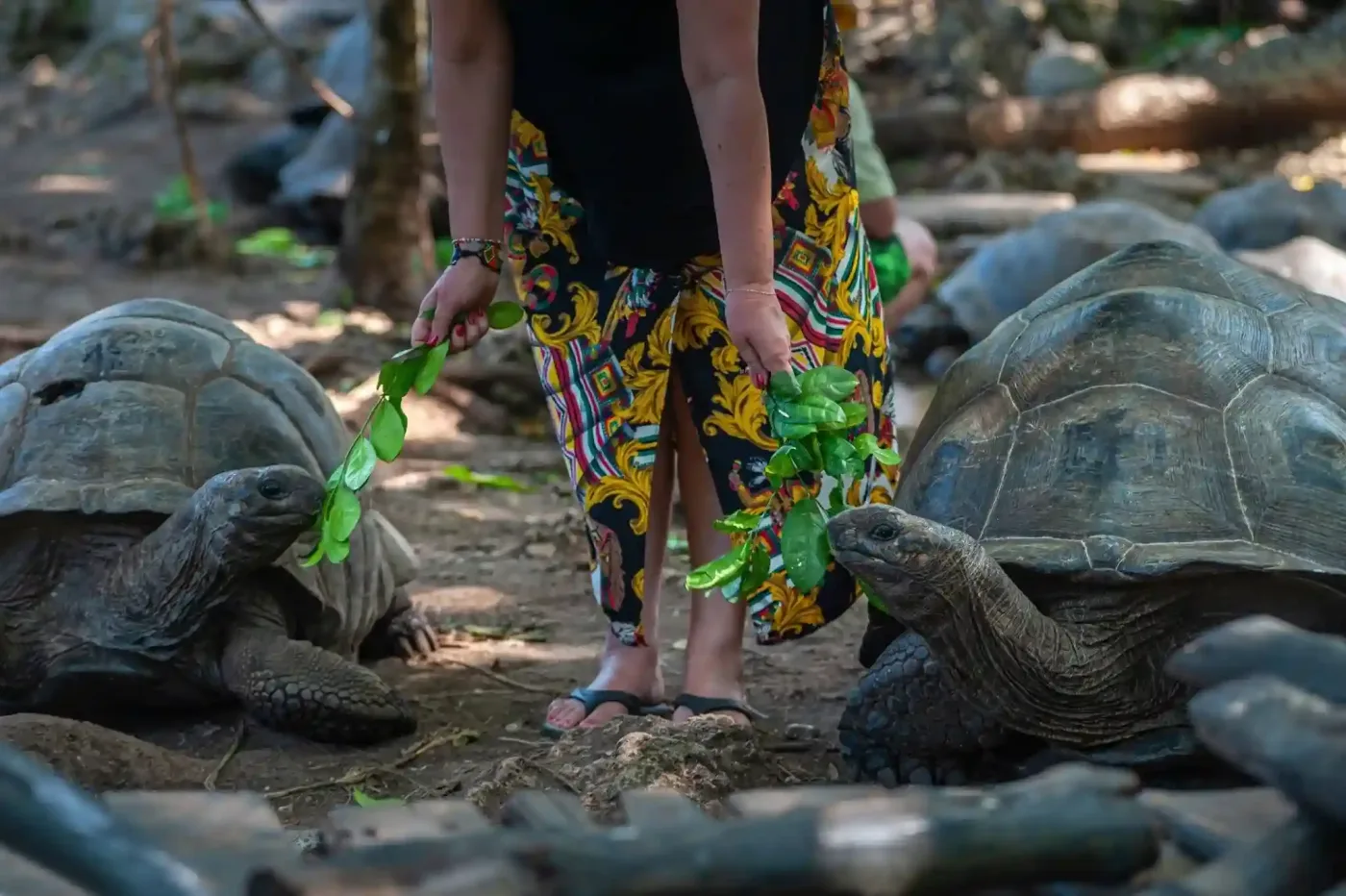 Changuu Island tour with giant tortoises and snorkeling