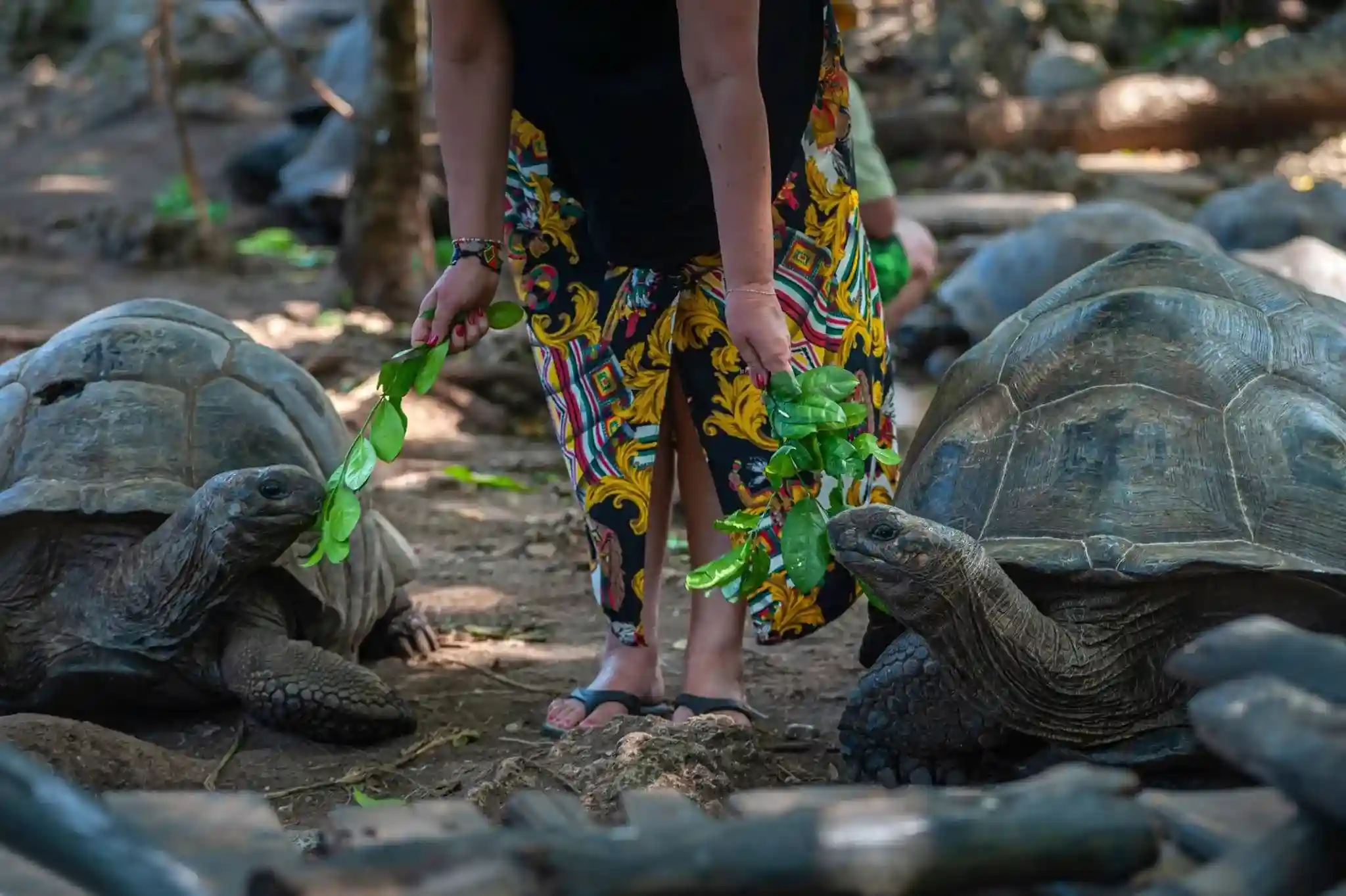Historical prison ruins on Changuu Island