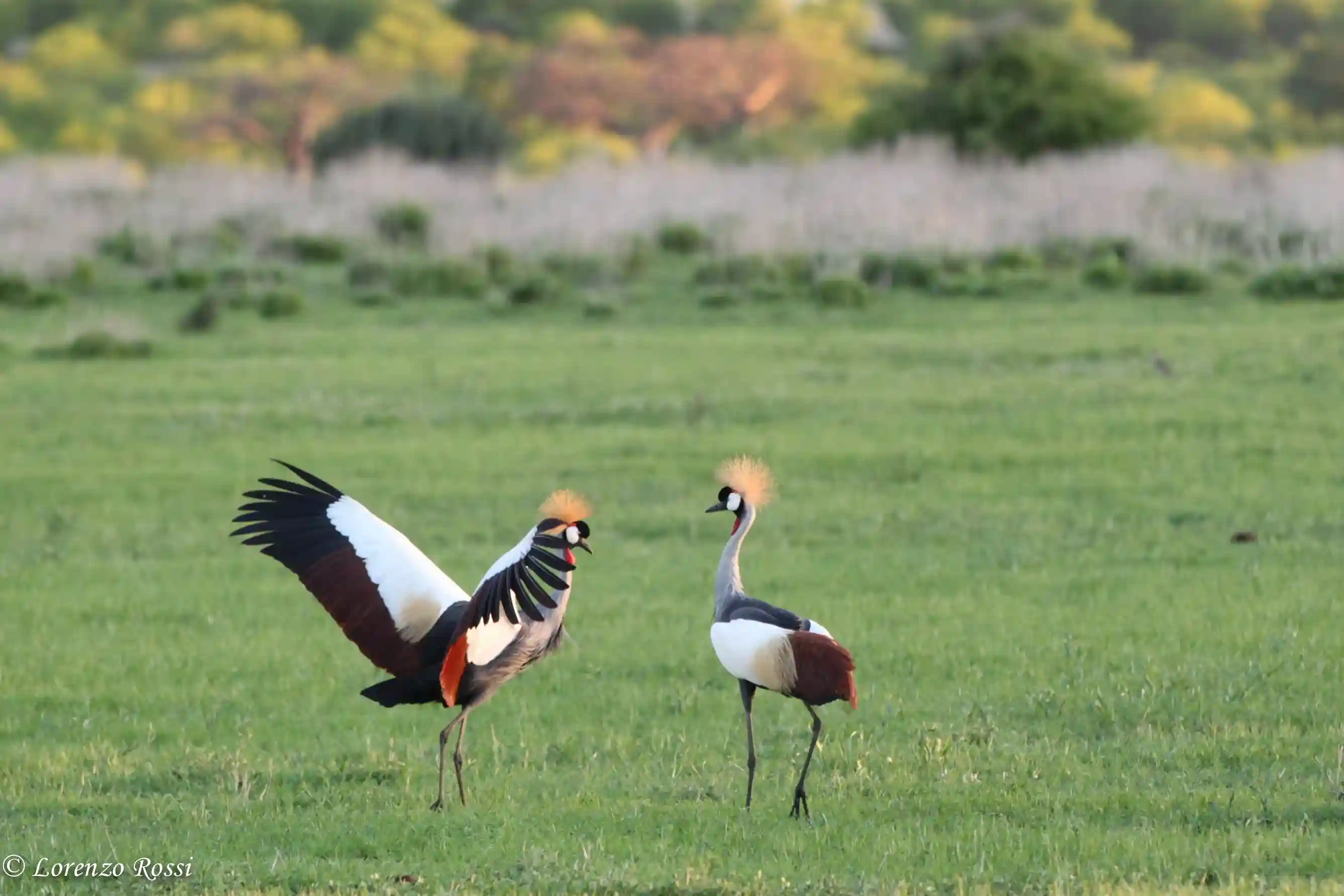 4-Day Ruaha Wildlife Adventure