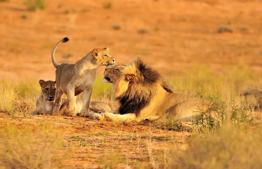 Lion Pride in Ruaha National Park