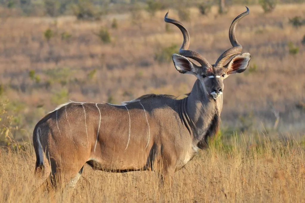 Ruaha National Park Safari Guide