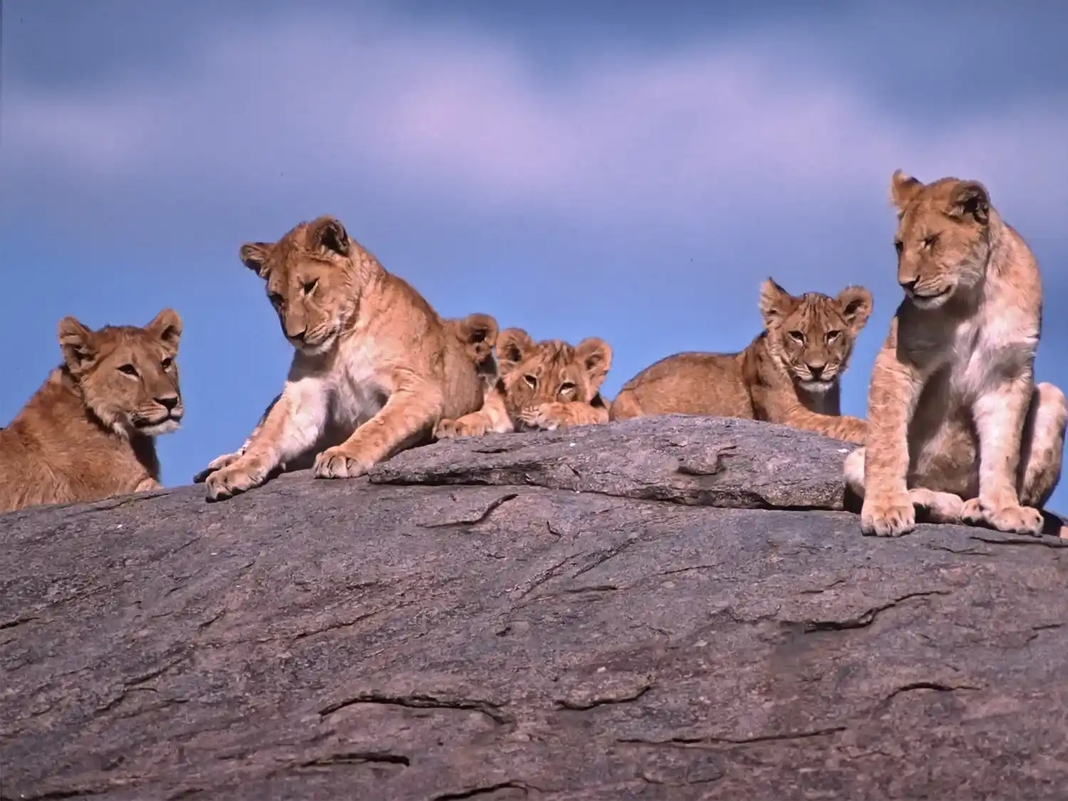 Elephants in Ruaha National Park
