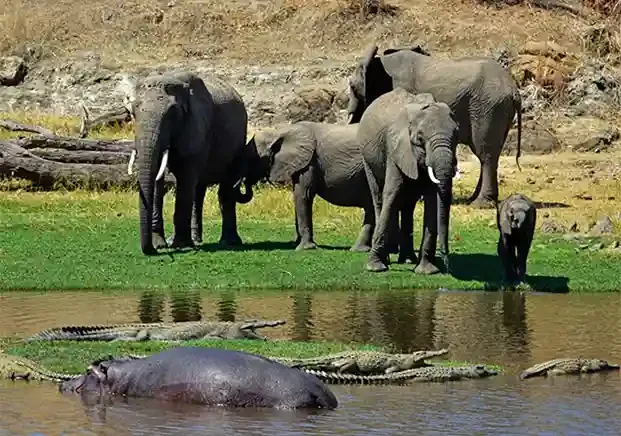 Boat safari in Selous Game Reserve