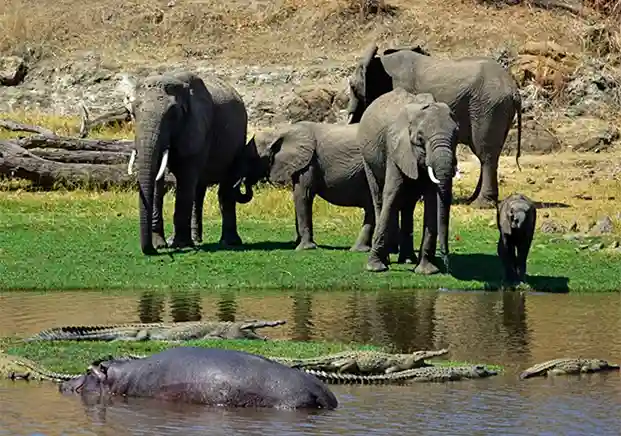 Selous Game Reserve Safari