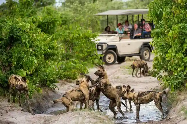 Wild Dogs in Selous Game Reserve