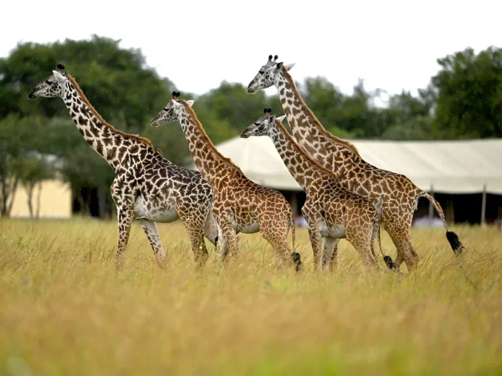 Serengeti Day Trip from Zanzibar