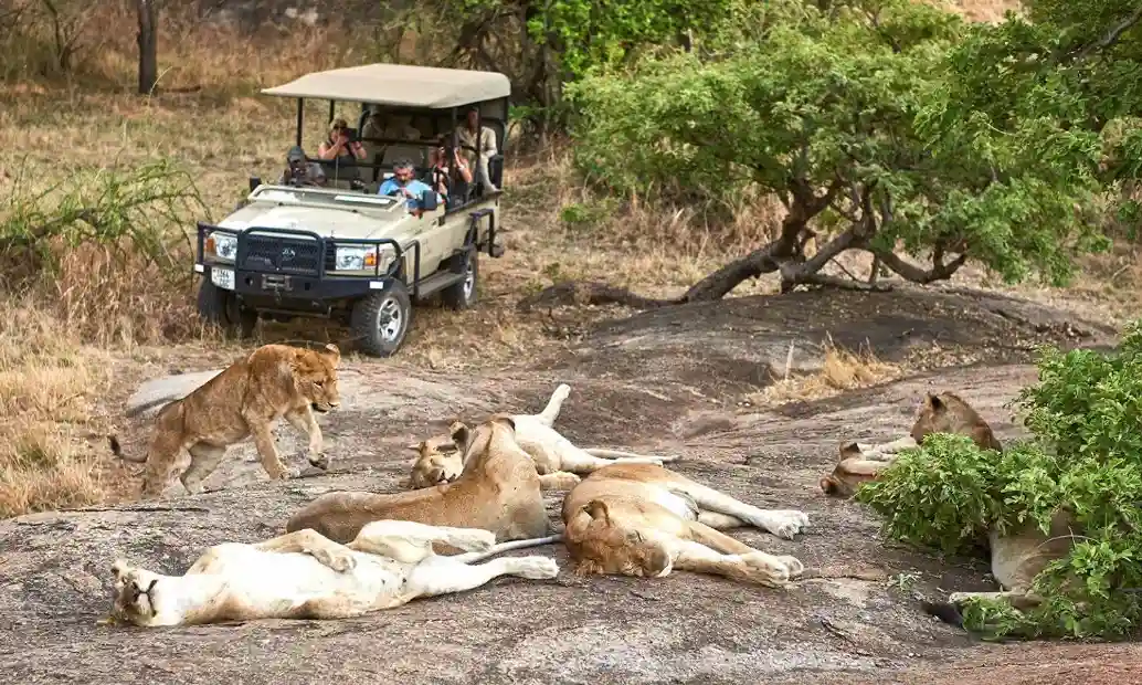 8 Days Serengeti Ngorongoro Tarangire and Lake Manyara Safari Serengeti Ngorongoro Tarangire and Lake Manyara safari vehicle in Tanzania