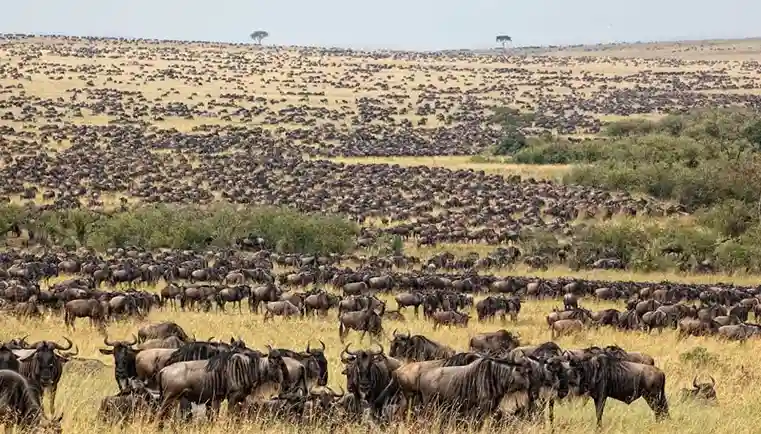 Great Migration in Serengeti