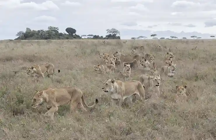 Luxury lodge in Serengeti for August safari