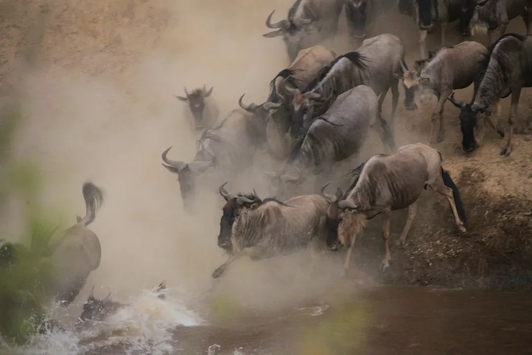 Wildebeest herds crossing the Mara River during the Great Migration in Serengeti, a highlight of July Tanzania safari
