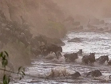Serengeti Migration Safari Packages