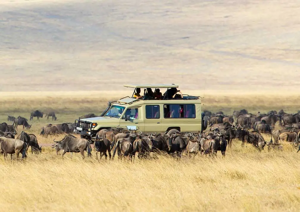 Great Migration Safaris