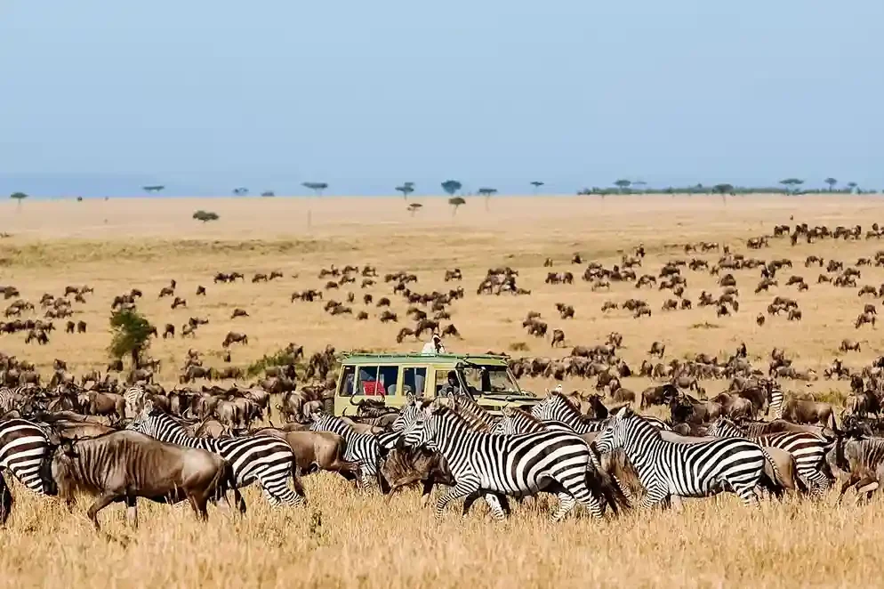 7-Day Migration Safari Group Tour (Seasonal)