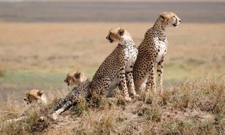 7-Day Arusha, Tarangire, Serengeti and Ngorongoro Safari 7-Day Arusha, Tarangire, Serengeti and Ngorongoro Safari in Northern Tanzania