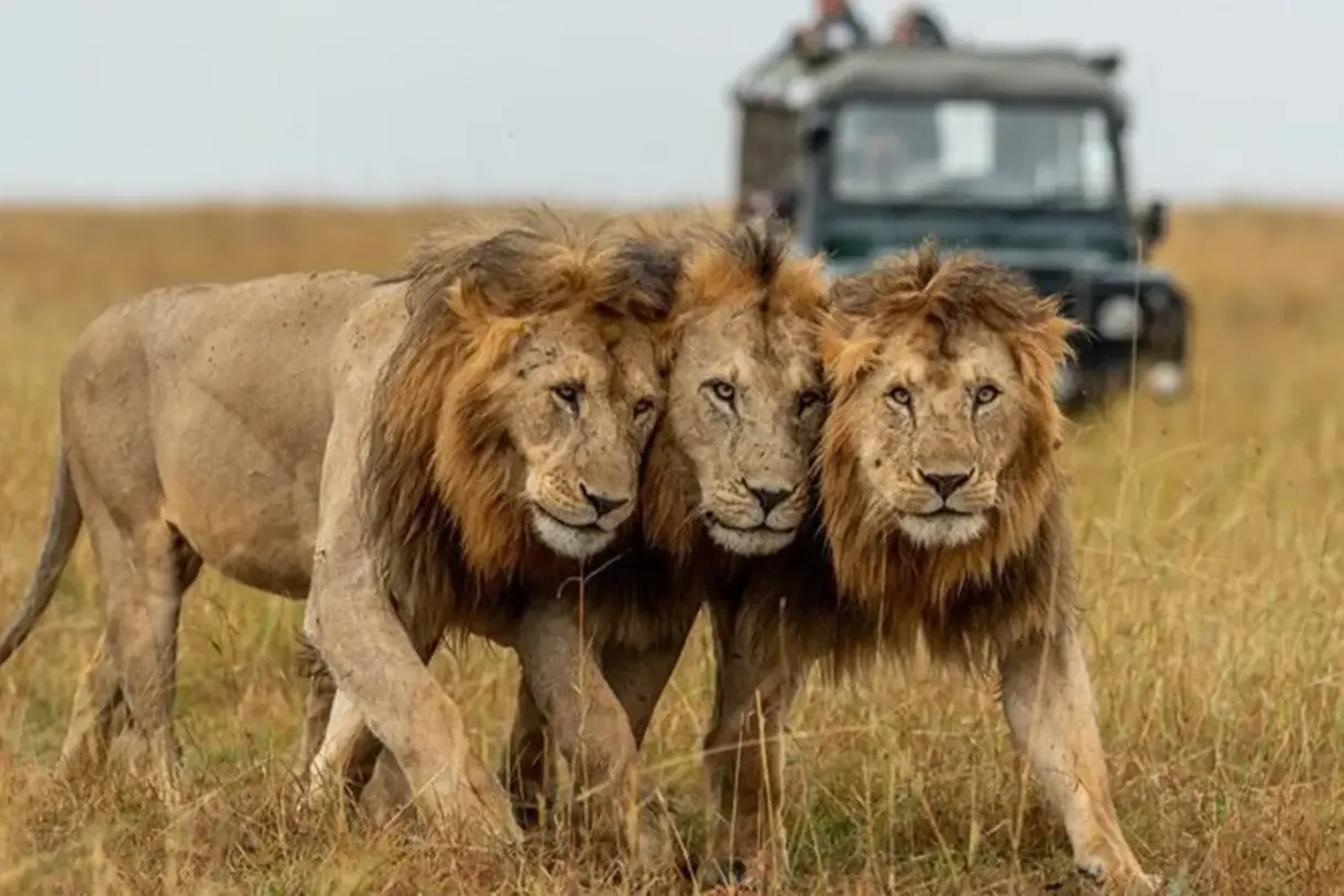 Serengeti safari after arrival in Tanzania