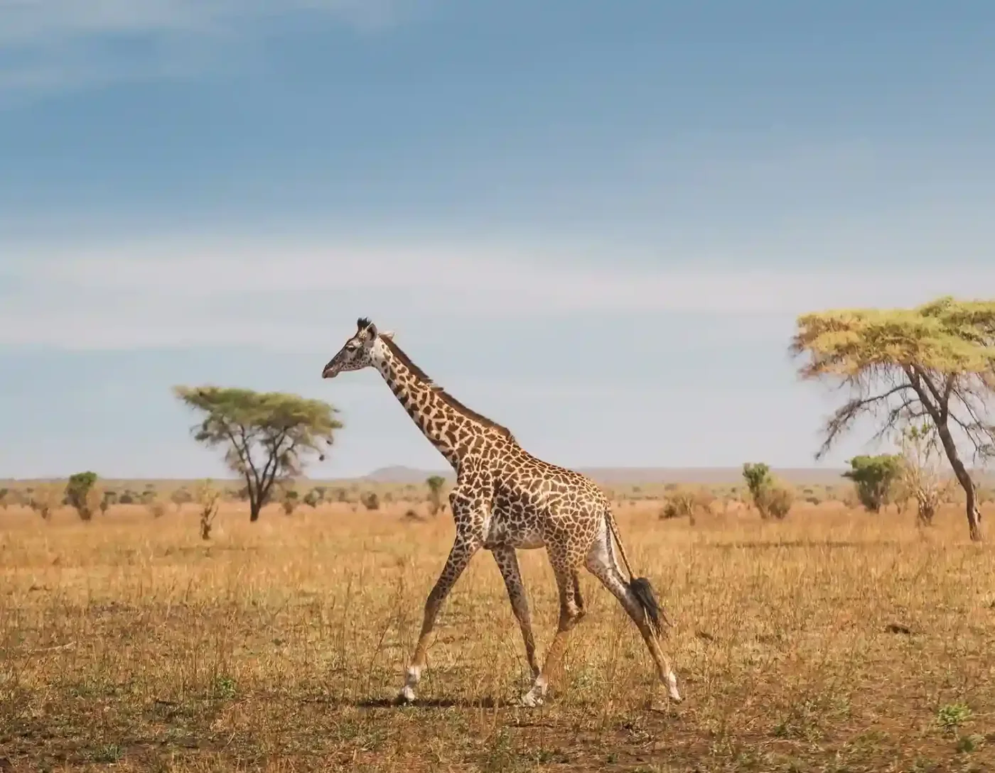 Wildebeest crossing the Mara River during the Great Migration in Serengeti, a highlight of September Tanzania safari packages