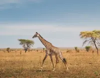 3 Days Tanzania Safari — Serengeti & Ngorongoro Lions on the Serengeti plains during a 3-day Tanzania safari