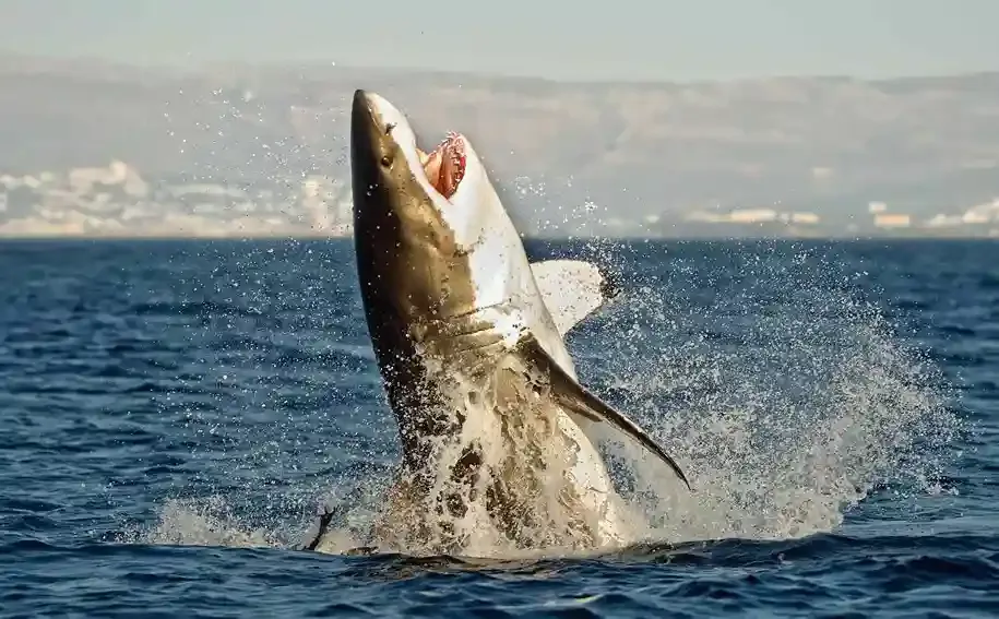 Great white shark approaching cage during shark cage diving South Africa