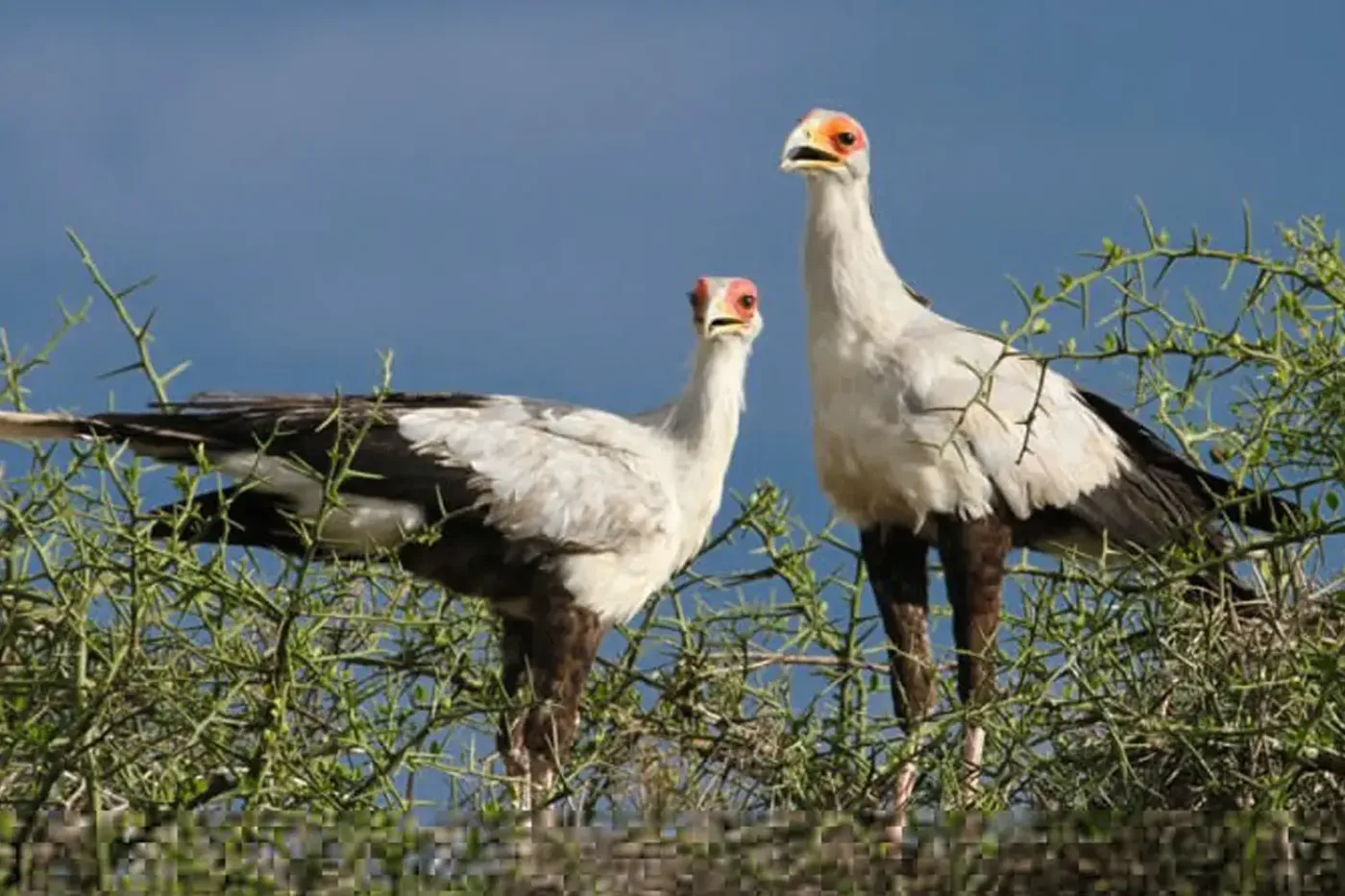 Tanzania Bird Watching Safari Packages