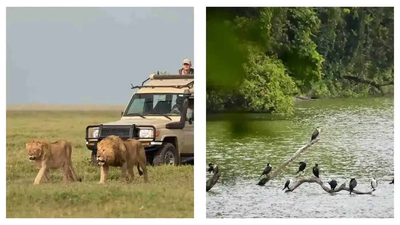 Birdwatching in Ngorongoro Crater
