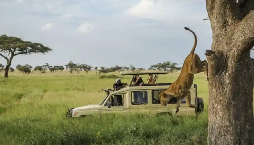 3 Days Tanzania Safari focused on Tarangire and Ngorongoro Crater