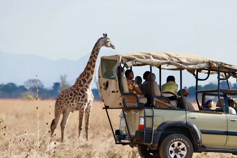 Wildlife in Ngorongoro Crater during a safari