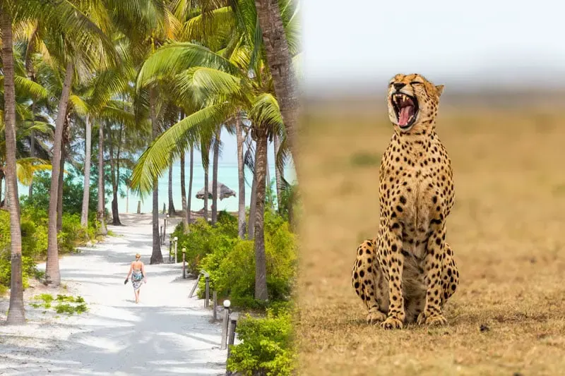 Tanzania safari and Zanzibar beach holiday