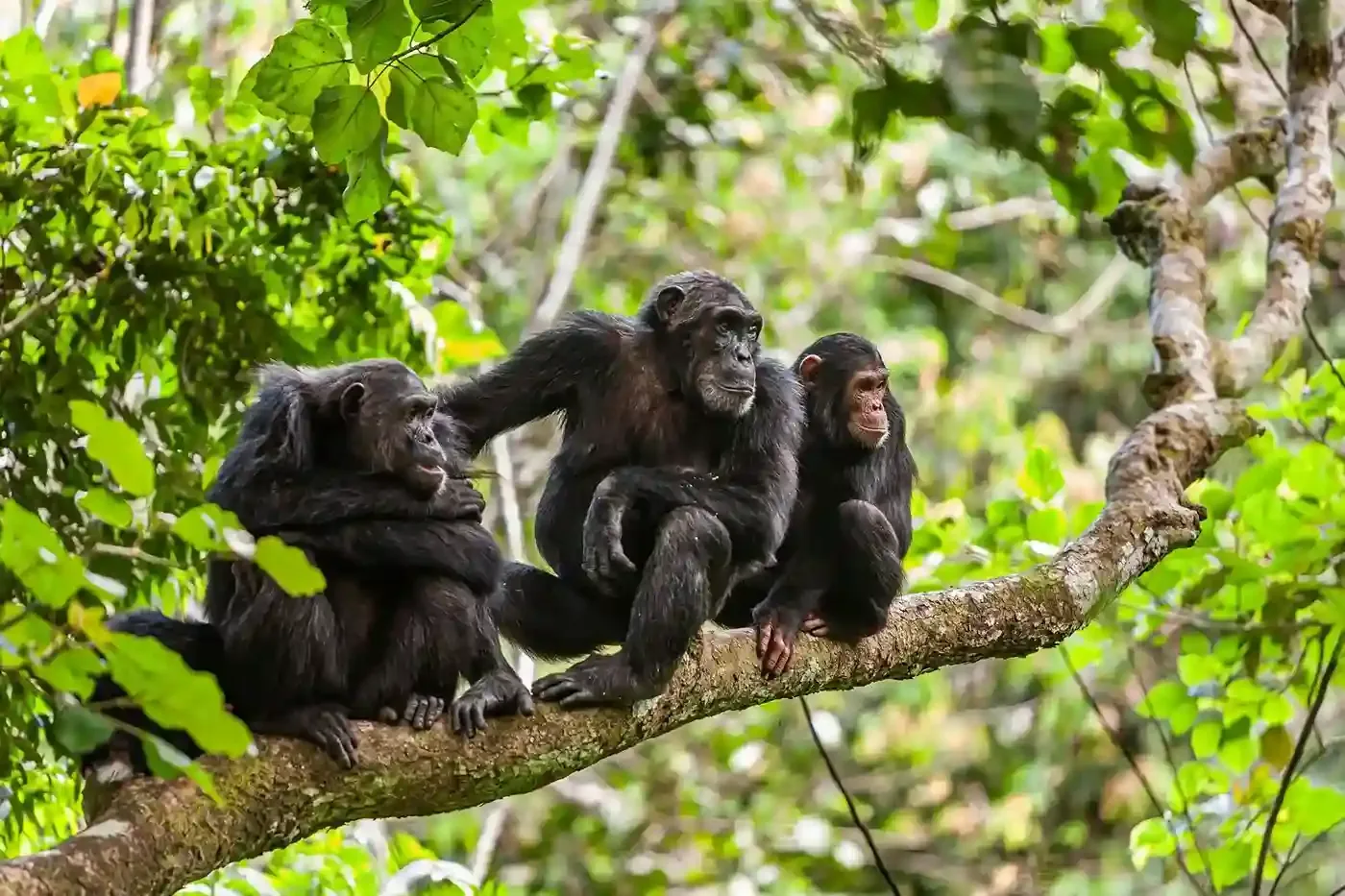 Chimpanzee trekking in Mahale Mountains