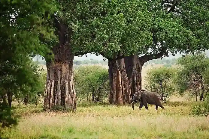 Baobab Trees in Tarangire