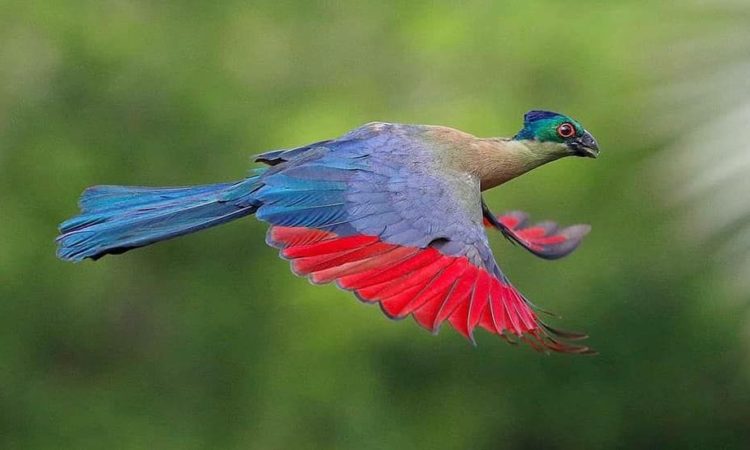 Birdwatching in Tarangire