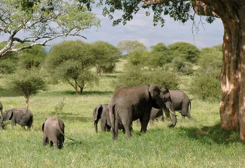 Tarangire National Park elephants