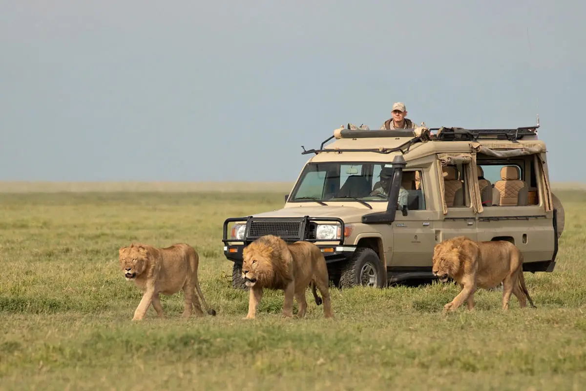 Elephants with family in Tarangire