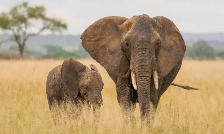 Elephants and baobabs in Tarangire National Park