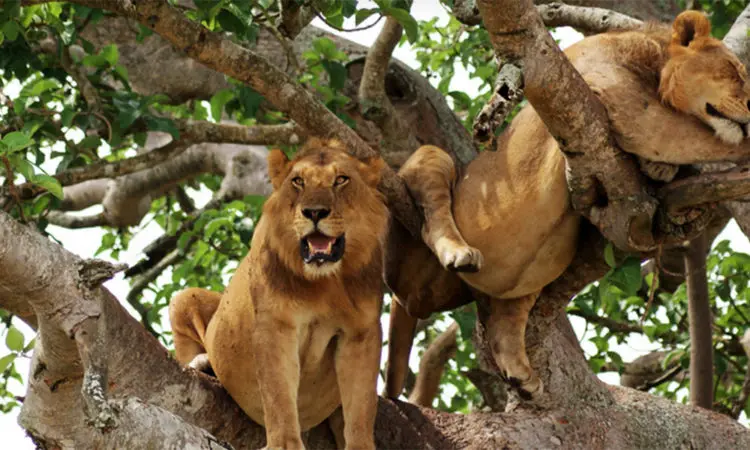 Tree-Climbing Lions in Lake Manyara