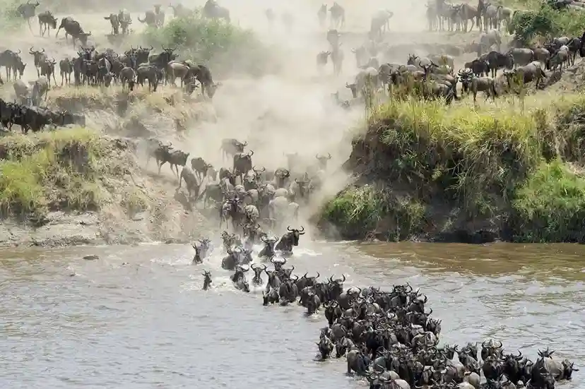 Great Migration Calving in Serengeti