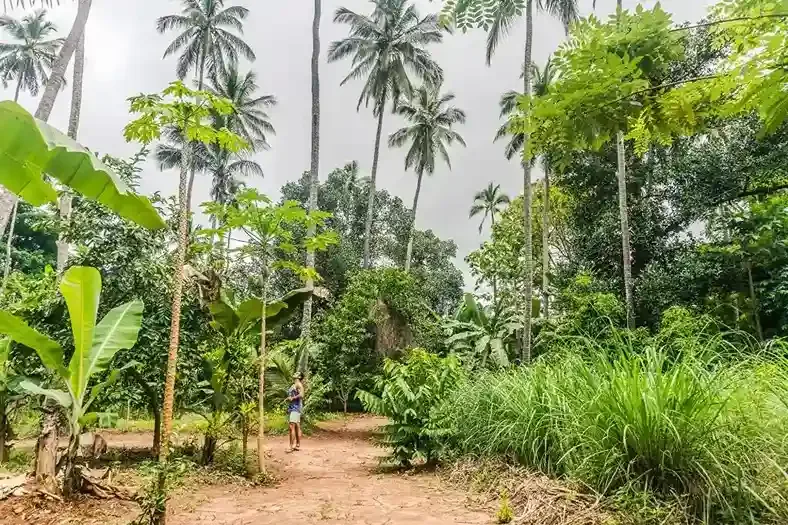 Exploring a spice plantation on a Zanzibar spice tour